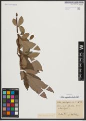 Foto von Salix appendiculata Vill.